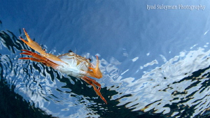 Flying crab by Iyad Suleyman 